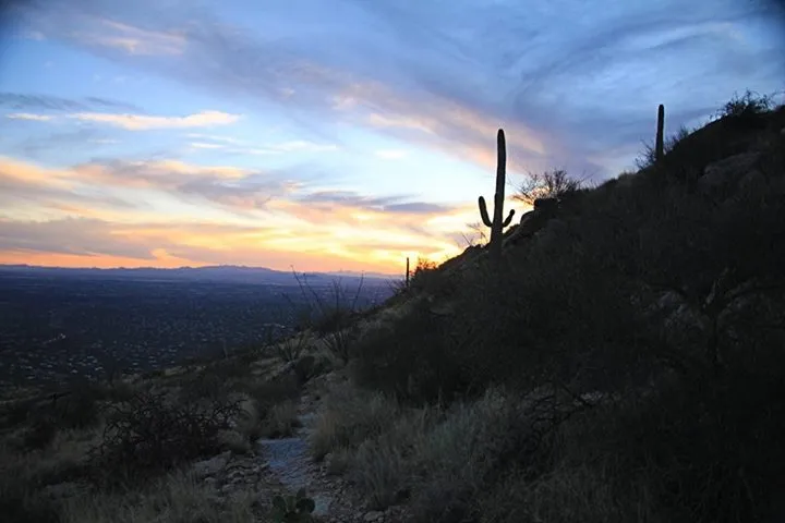 My photograph of a cactus-lined desert hillside at sunset.