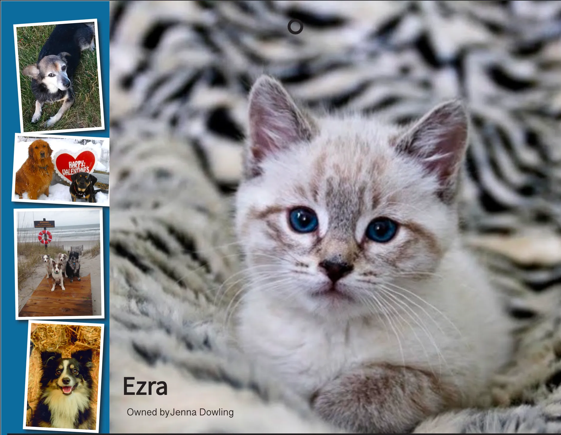 Ezra kitten feature from my calendar design