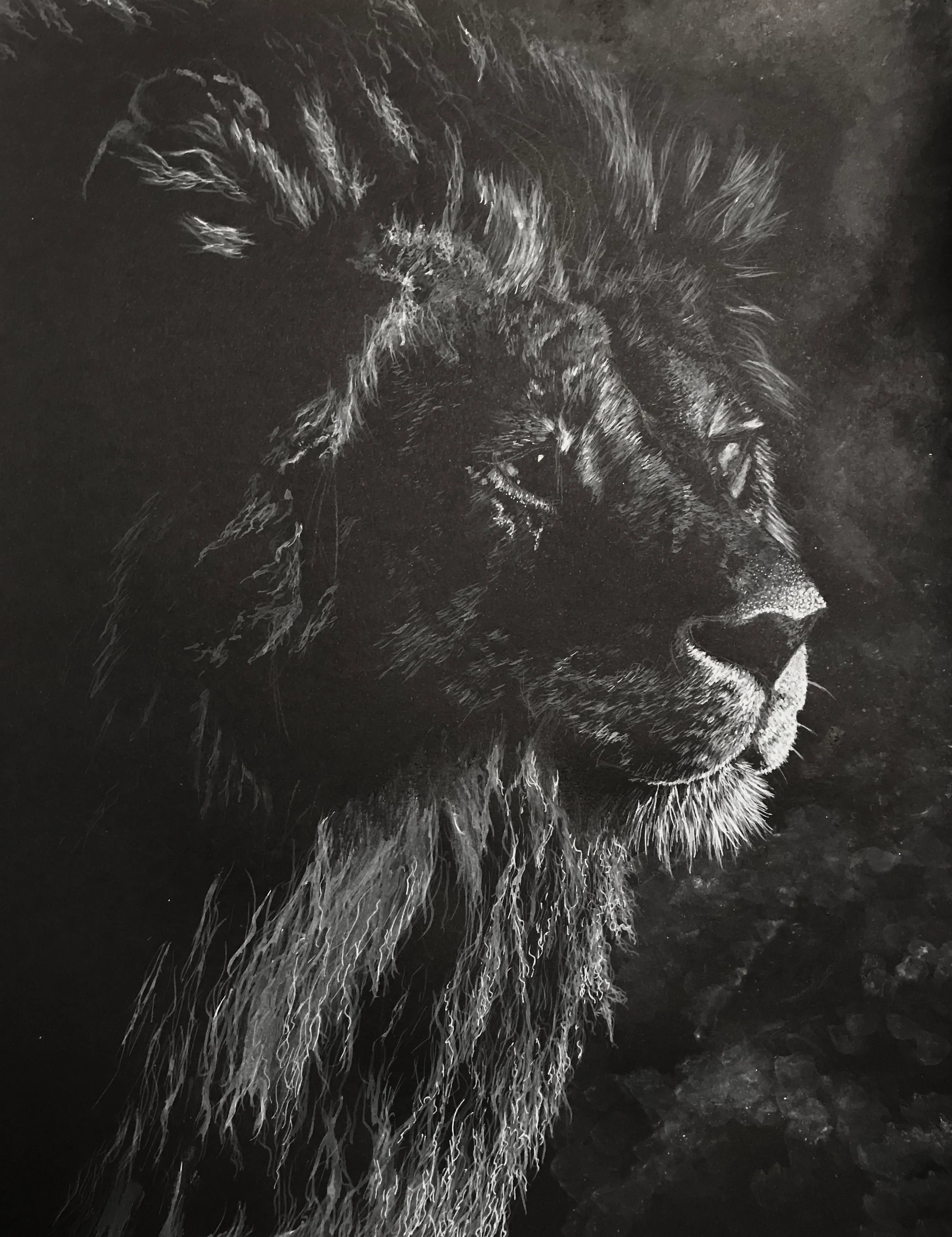 My lion drawing, with fine pale highlights against a dark background