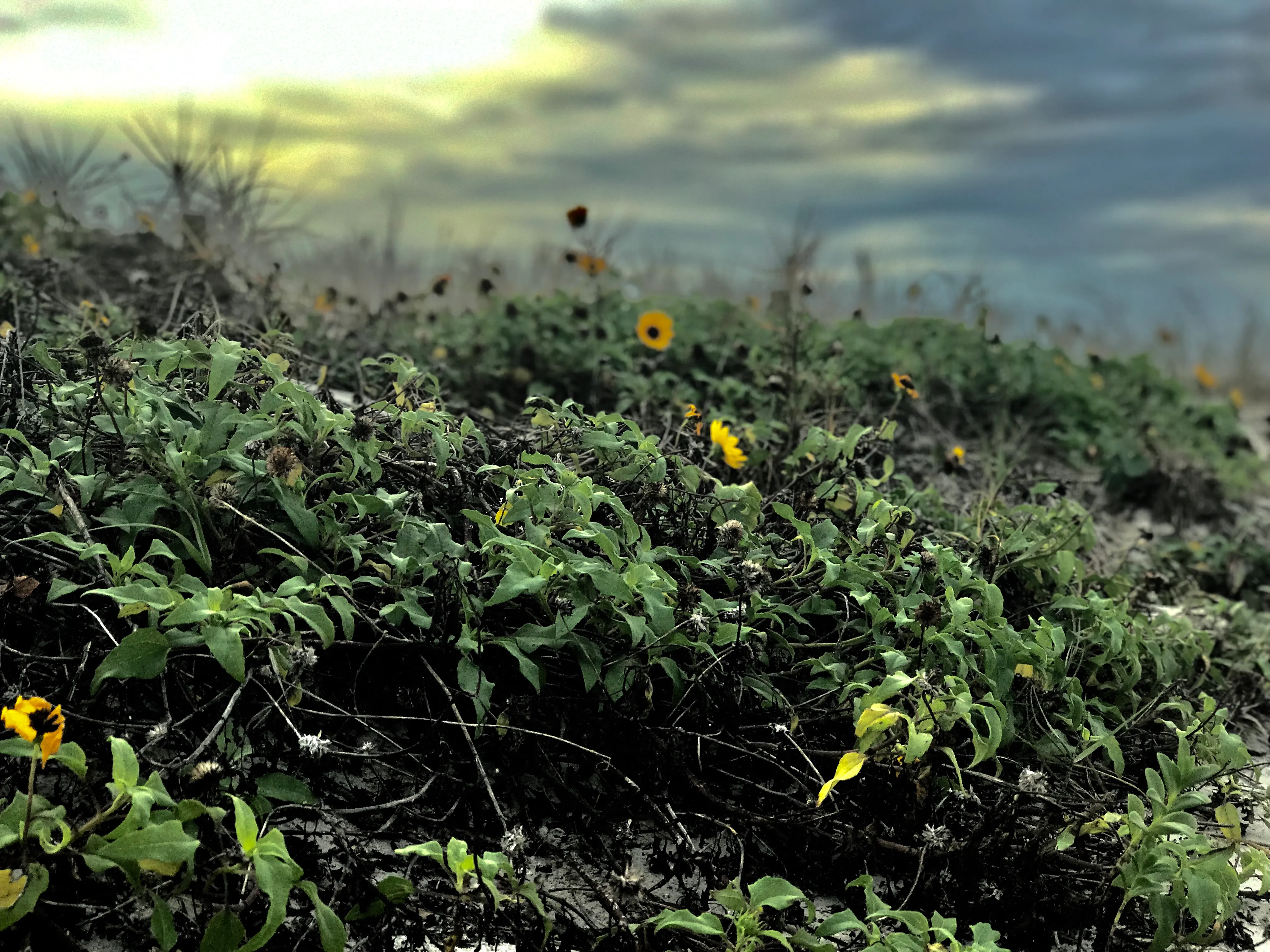 My photograph of yellow wildflowers and green foliage under a soft cloudy sky